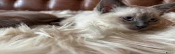 Tonkinese cats for sale: Exquisite Tonkdolls - Advert 32