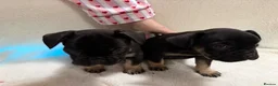 French Bulldog dogs for sale: 🐶French Bulldog Puppies For Sale – Ready Soon🐶 - Advert 10