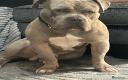 Mixed Breed dogs for sale: Help please I need to rehome my boy  - Image 1