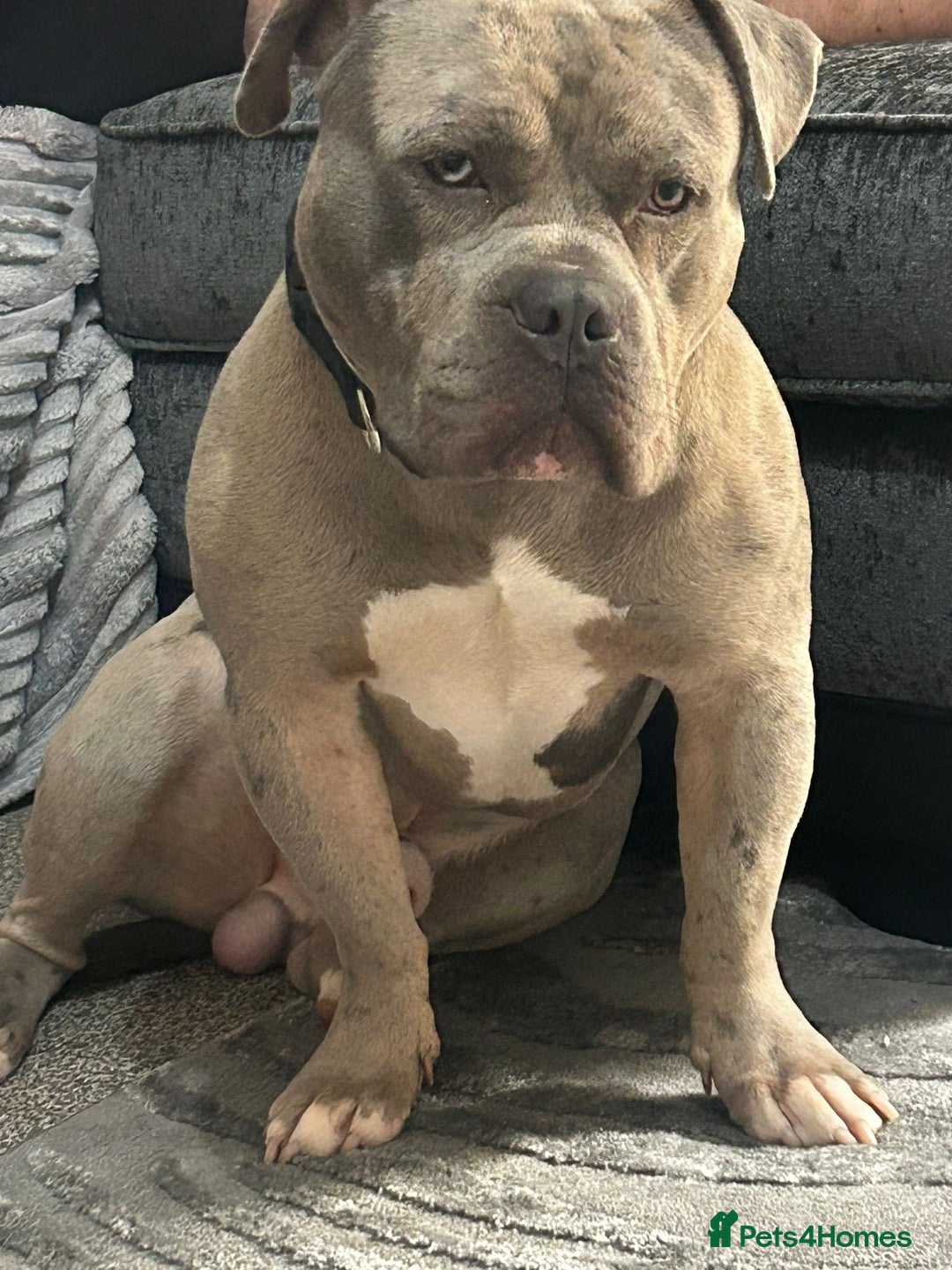 Mixed Breed dogs for sale: Help please I need to rehome my boy  - Image 1