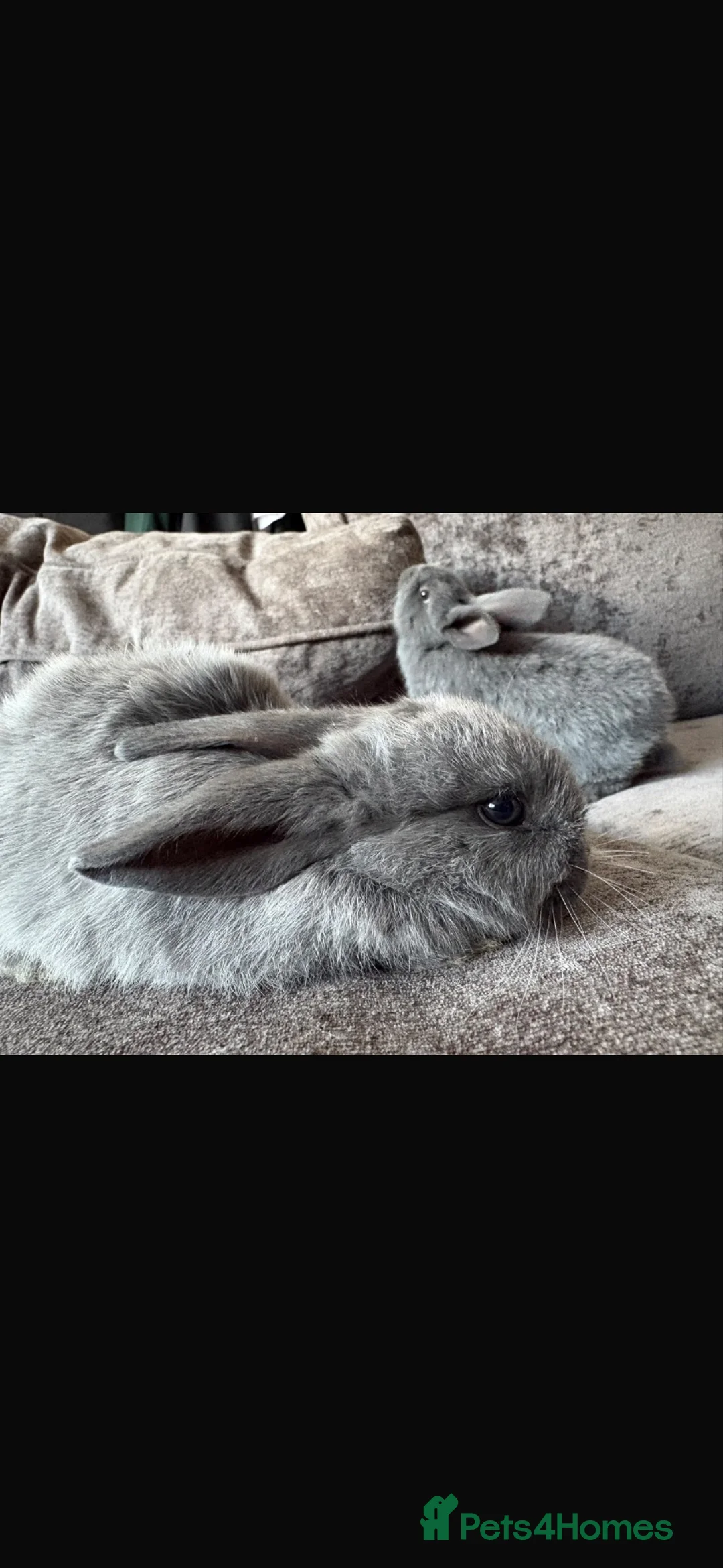 Mini Lop rabbits for sale: Beautiful mini lops  in Stockton-on-Tees - Advert 10