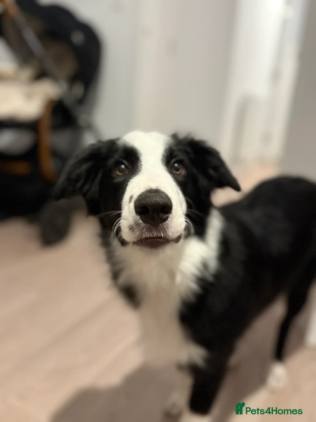 Border Collie dogs for sale: Border collie  - Advert 10