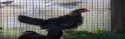 Chickens poultry for sale: Chicks looking for new homes  - Advert 12
