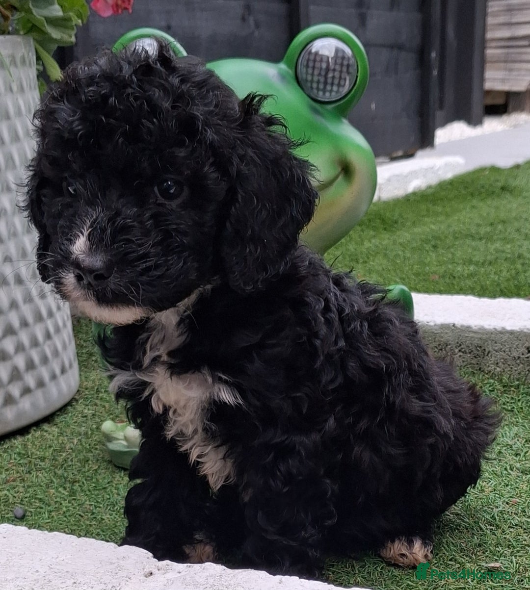 Cockapoo dogs for sale: ** BEAUTIFUL LITTER OF COCKAPOOS ** - Image 3