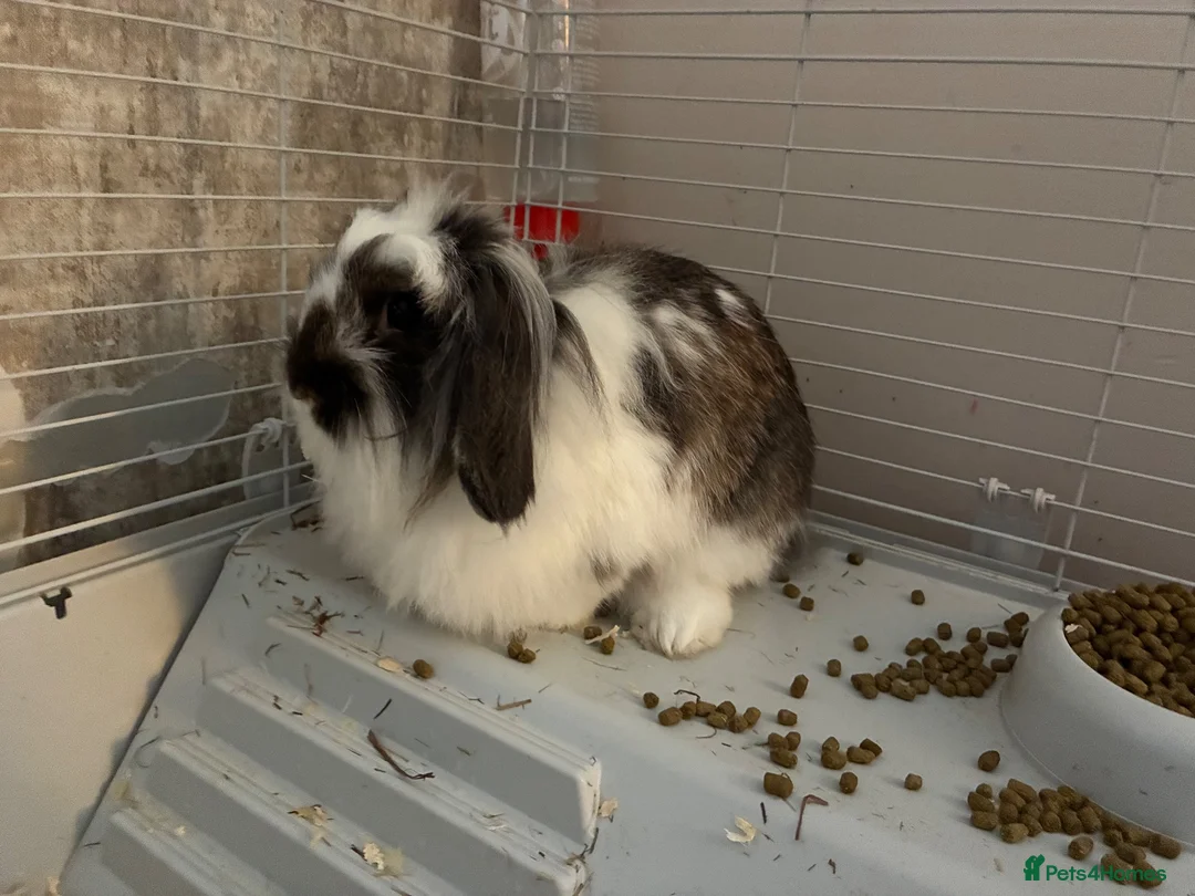 Lionhead rabbits for sale: Lionhead lops  - Advert 1