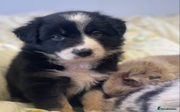 Border Collie dogs for sale: Border collie puppies  - Image 10