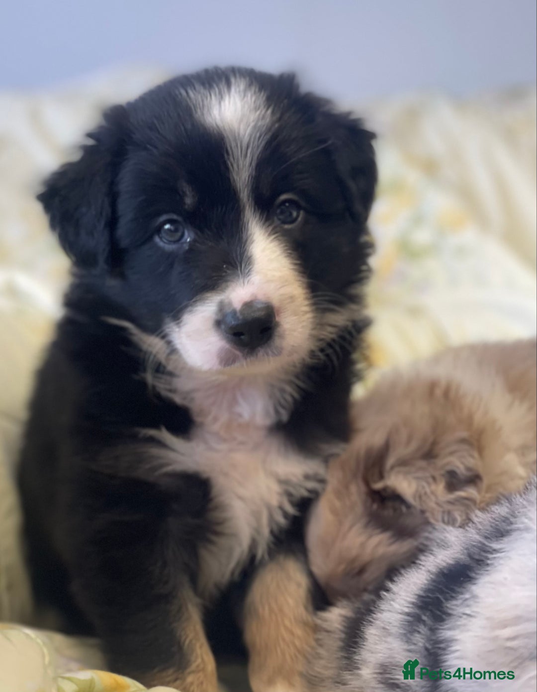 Border Collie dogs for sale: Border collie puppies  - Image 10