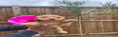 Cockapoo Puppy 2