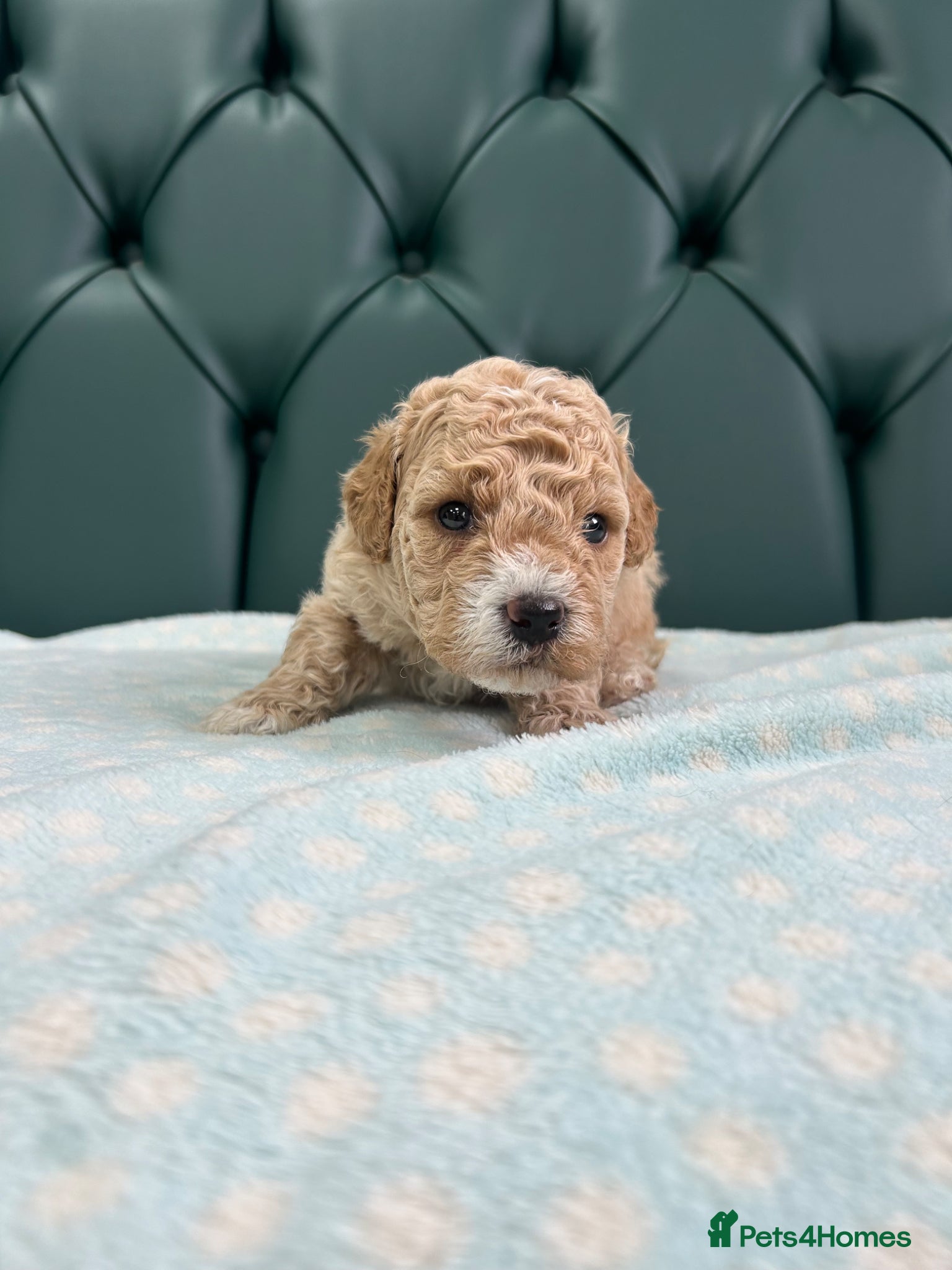 Poochon dogs for sale: 5⭐️ Licensed. Health tested Poochons - Advert 9