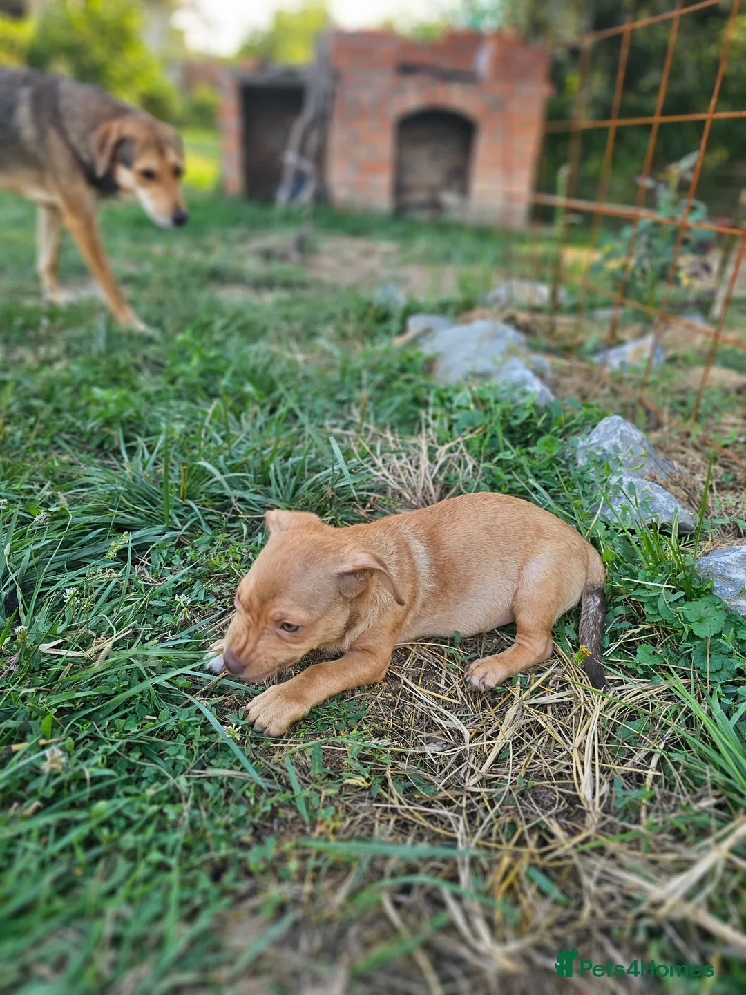 Mixed Breed dogs for adoption: Arnie - Adorable small breed cross  - Advert 2