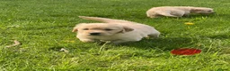 Golden Retriever dogs for sale: 🐾 Truly special KC Puppies in Builth Wells - Advert 8