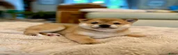 Japanese Shiba Inu dogs for sale: BEAUTIFUL RED PURE BREED SHIBA INU PUPPIES 💜 in Swadlincote - Advert 4