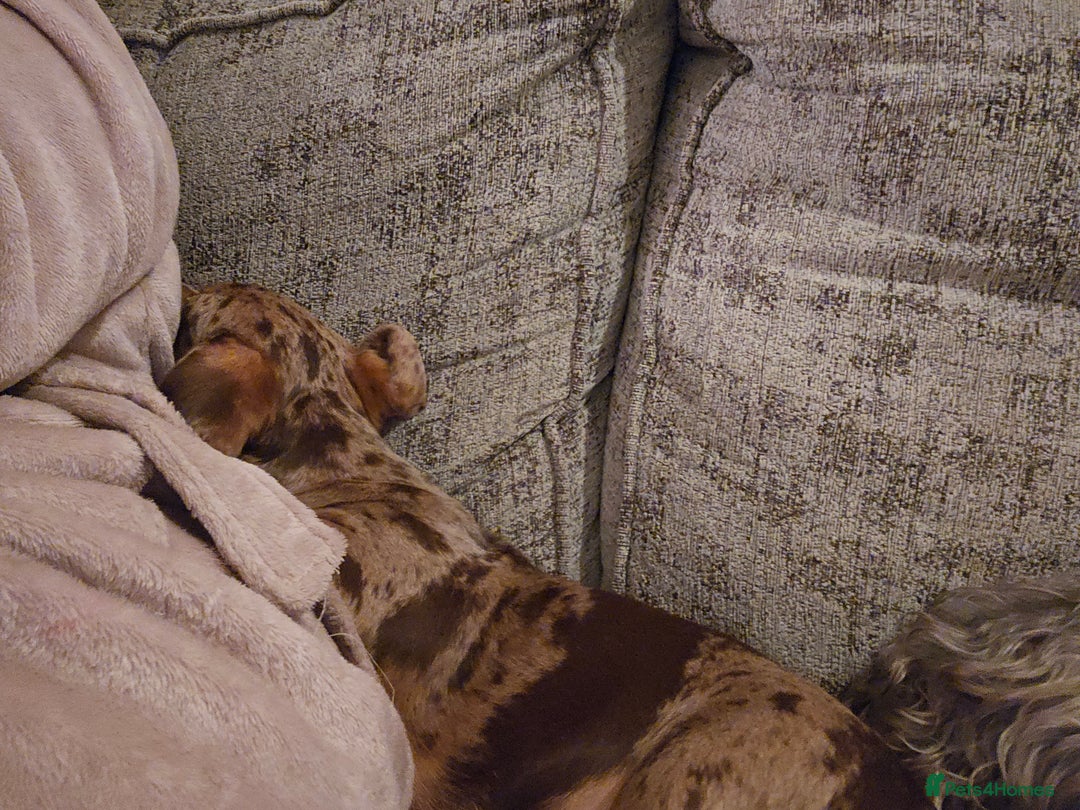 Dachshund dogs for sale: 7 month old dachshund dapple - Advert 4