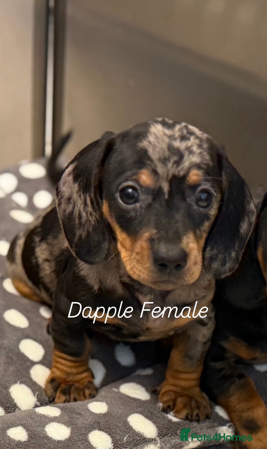 Miniature Dachshund dogs Ministure dachshund  - Advert 4