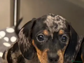 Miniature Dachshund dogs Ministure dachshund - Advert 4