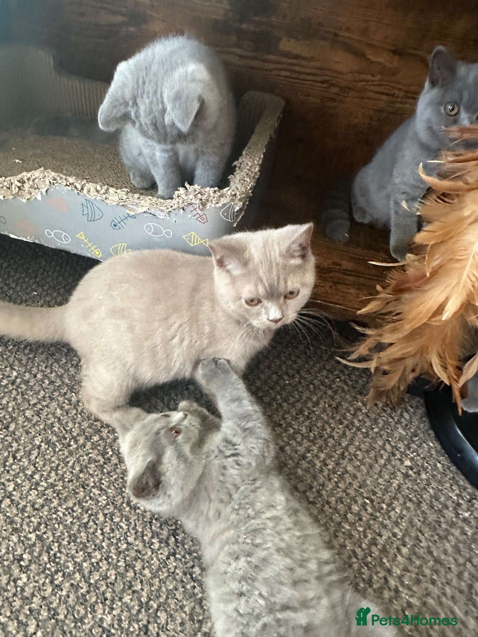 British Shorthair cats British Shorthair GCCF-registered Kittens  - Advert 2