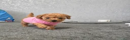 Toy Poodle dogs for sale: Kc red toy poodle  - Advert 4