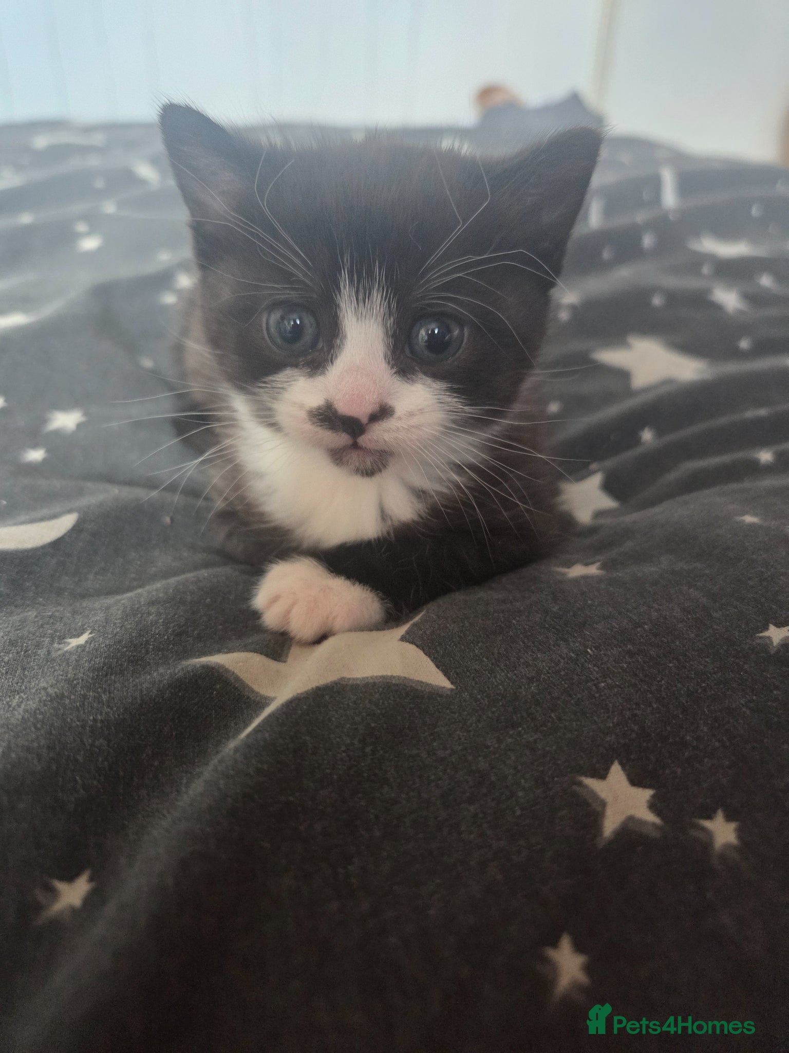 Mixed Breed cats One female kitty  - Advert 3