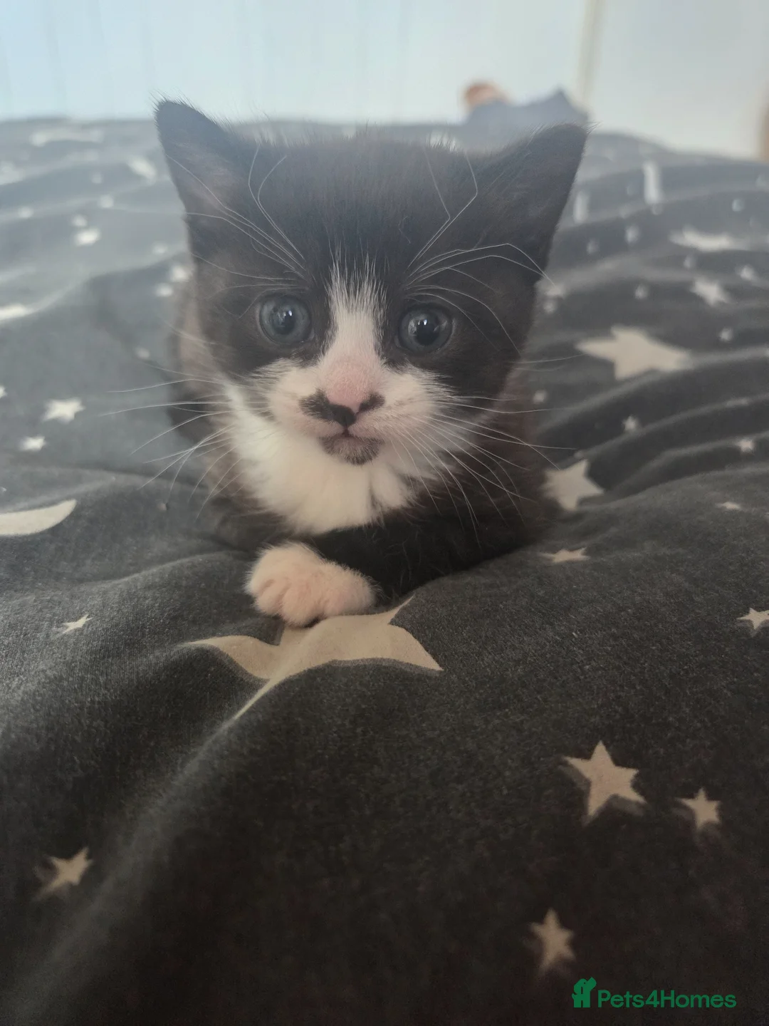 Mixed Breed cats for sale: One female kitty  in Stratford-upon-Avon - Advert 1