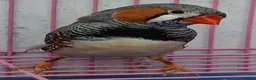 Finches birds for sale: MUTATION ZEBRA FINCHES ORANGE BREAST BLACK FACE - Advert 10