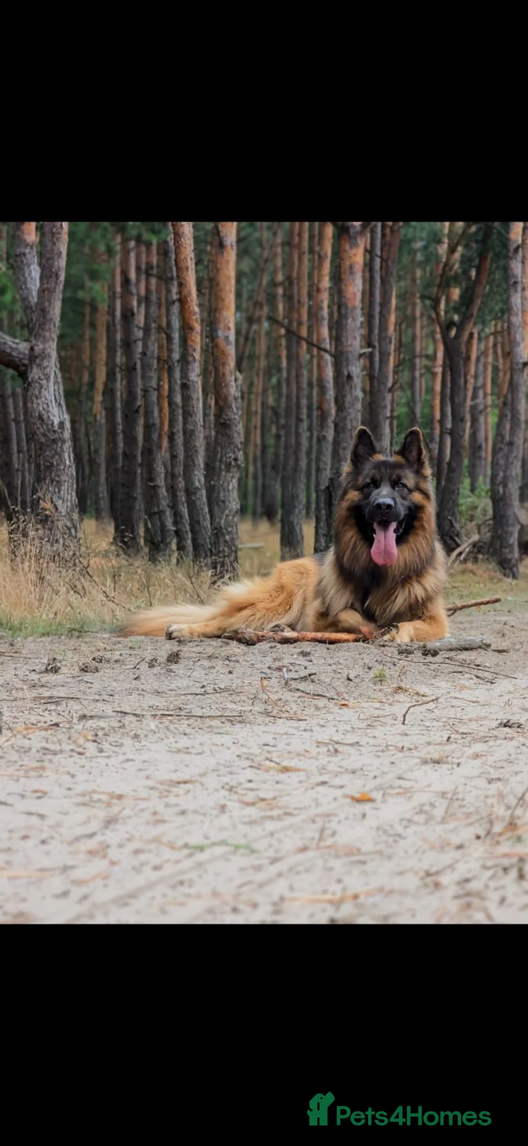 German Shepherd dogs for stud: Stunning GSD KC Reg, Health tested Stud in Coalville - Advert 2