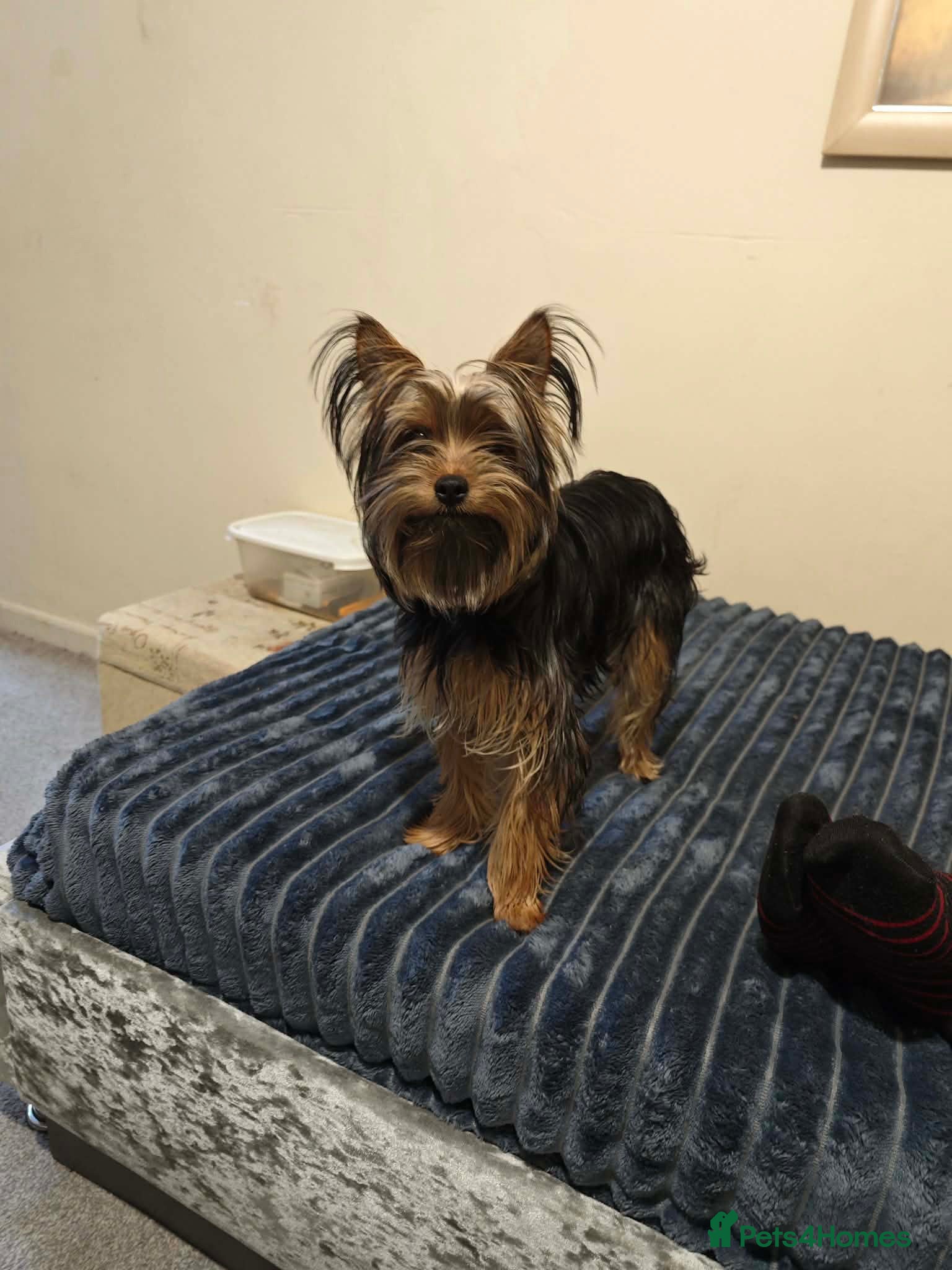 Yorkshire Terrier dogs 9-month yorkshire terrier - Advert 2