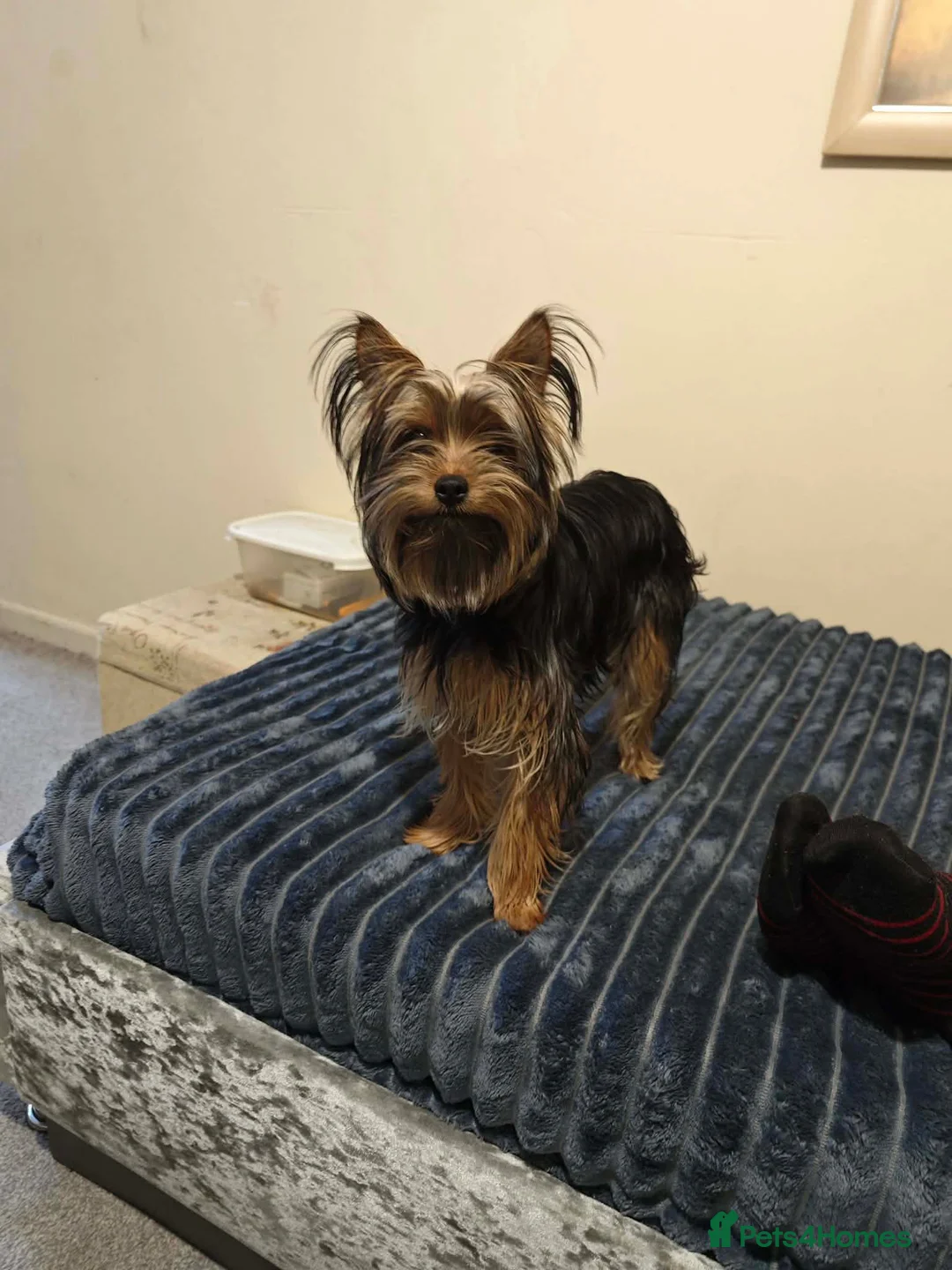 Yorkshire Terrier dogs for sale: 9-month yorkshire terrier - Advert 1