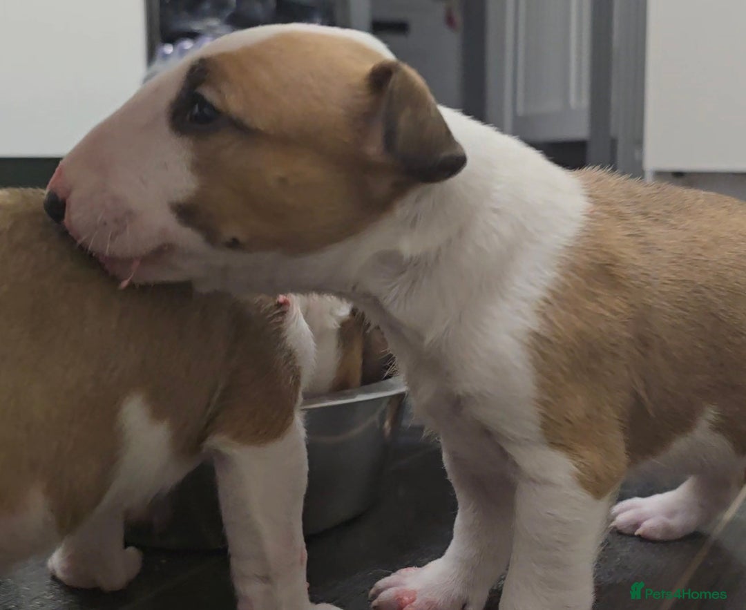 English Bull Terrier dogs for sale: Top Quality health tested champions lines - Image 13