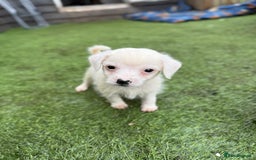 Jack Russell dogs for sale: The cutest little Jack Russel pups ❤️ - Image 9