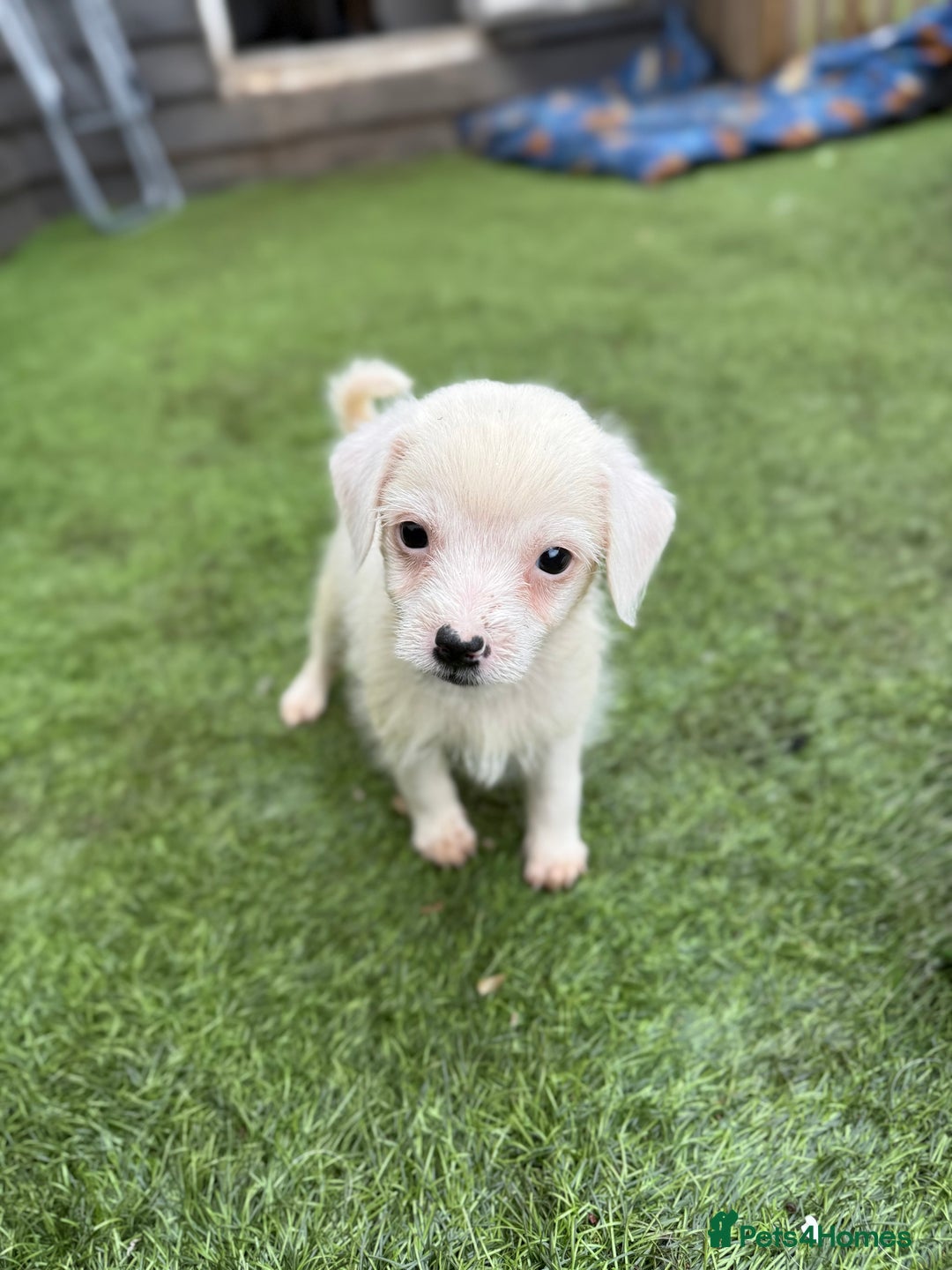 Jack Russell dogs for sale: The cutest little Jack Russel pups ❤️ - Image 9