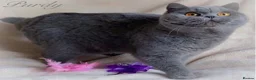 British Shorthair cats for sale: Lovely British Shorthair girl TICA Registered - Advert 3