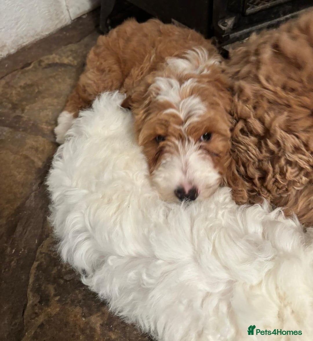 Australian Labradoodle dogs for sale: Australian Labradoodles for Sale - Advert 10