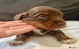 Miniature Dachshund dogs for sale: Stunning Kc Reg Long Hair Mini Dachshund puppies  - Image 15
