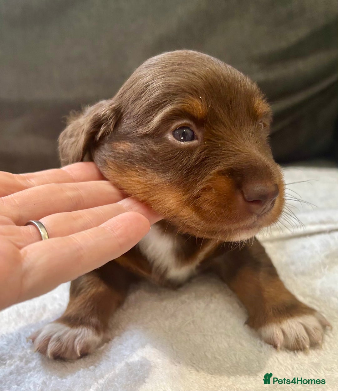 Miniature Dachshund dogs for sale: Stunning Kc Reg Long Hair Mini Dachshund puppies  - Image 15