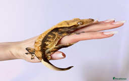 Gecko reptiles for sale: friendly Crested Gecko a rare changing colours! - Image 8