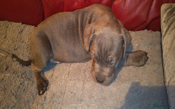 Cane Corso dogs for sale: 100 percent cane corsos puppys - Image 4