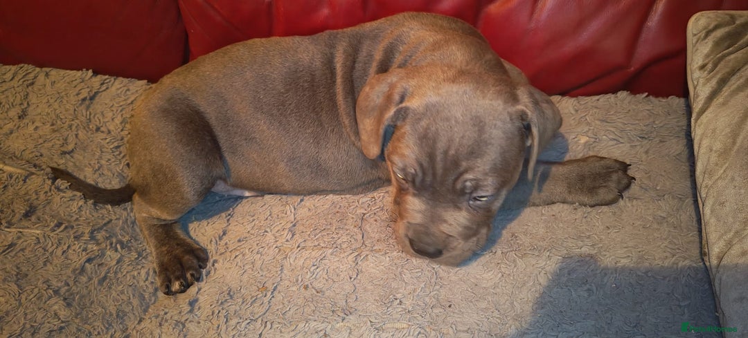 Cane Corso dogs for sale: 100 percent cane corsos puppys - Image 4