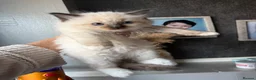 Ragdoll cats for sale: Stunning ragdoll kittens  - Advert 14