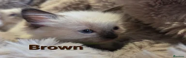 Ragdoll 2