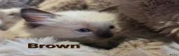 Ragdoll cats for sale: 🏆GCCF REG. EXTENSIVELY TESTED RAGDOLL KITTENS🌟 - Advert 8