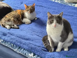 Mixed Breed cats Mia and Opie - Advert 1