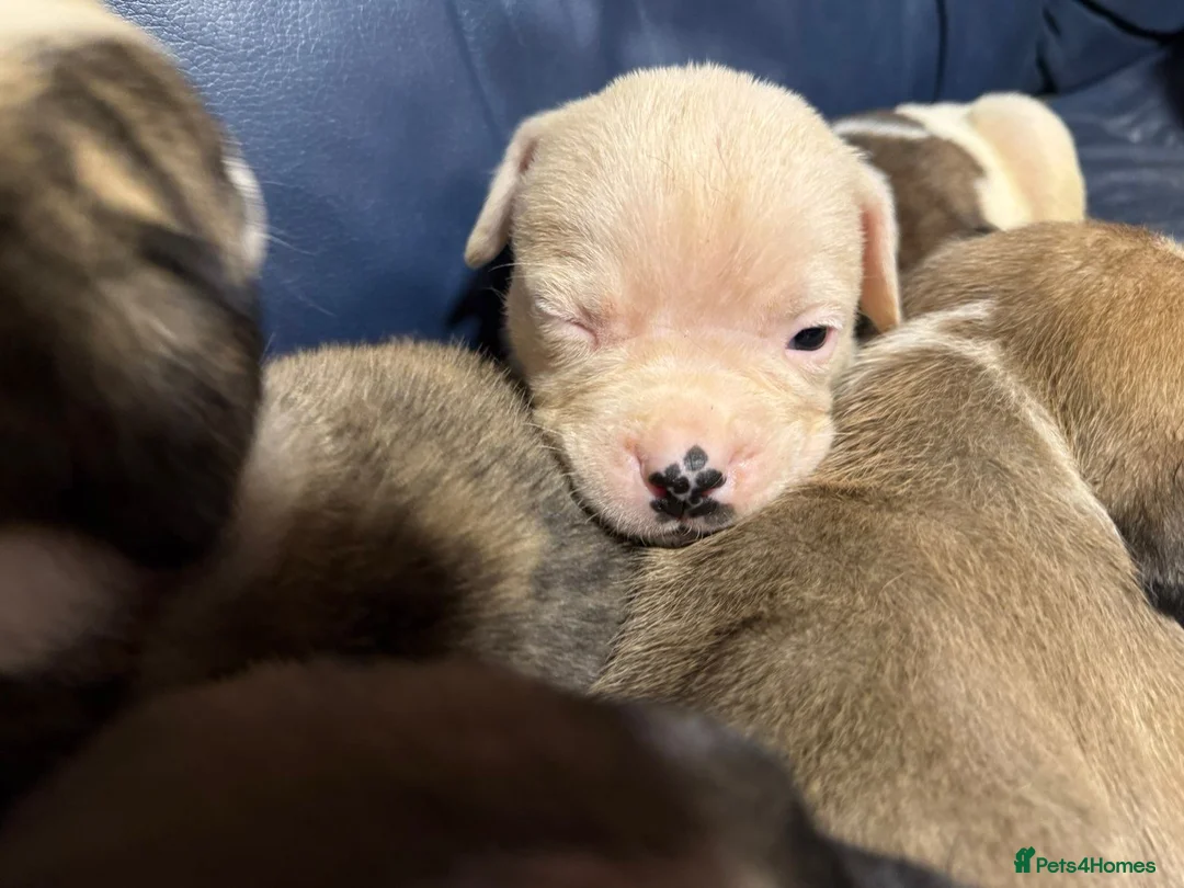 American Bulldog dogs for sale: American bulldog  - Advert 10