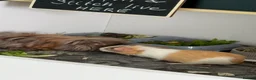 Guinea Pig rodents for sale: Two bonded brothers guinea pig babies  - Advert 7