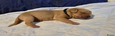 Labrador Retriever Puppy 2