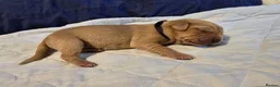 Labrador Retriever dogs for sale: Labrador Retriever puppies in Haverhill - Advert 7