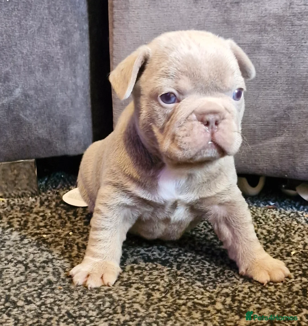 French Bulldog dogs for sale: Stunning Merle frenchie bulldog - Advert 2