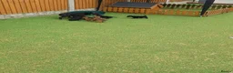 Patterdale Terrier dogs for sale: Pattadale terrier pups in Liverpool - Advert 10