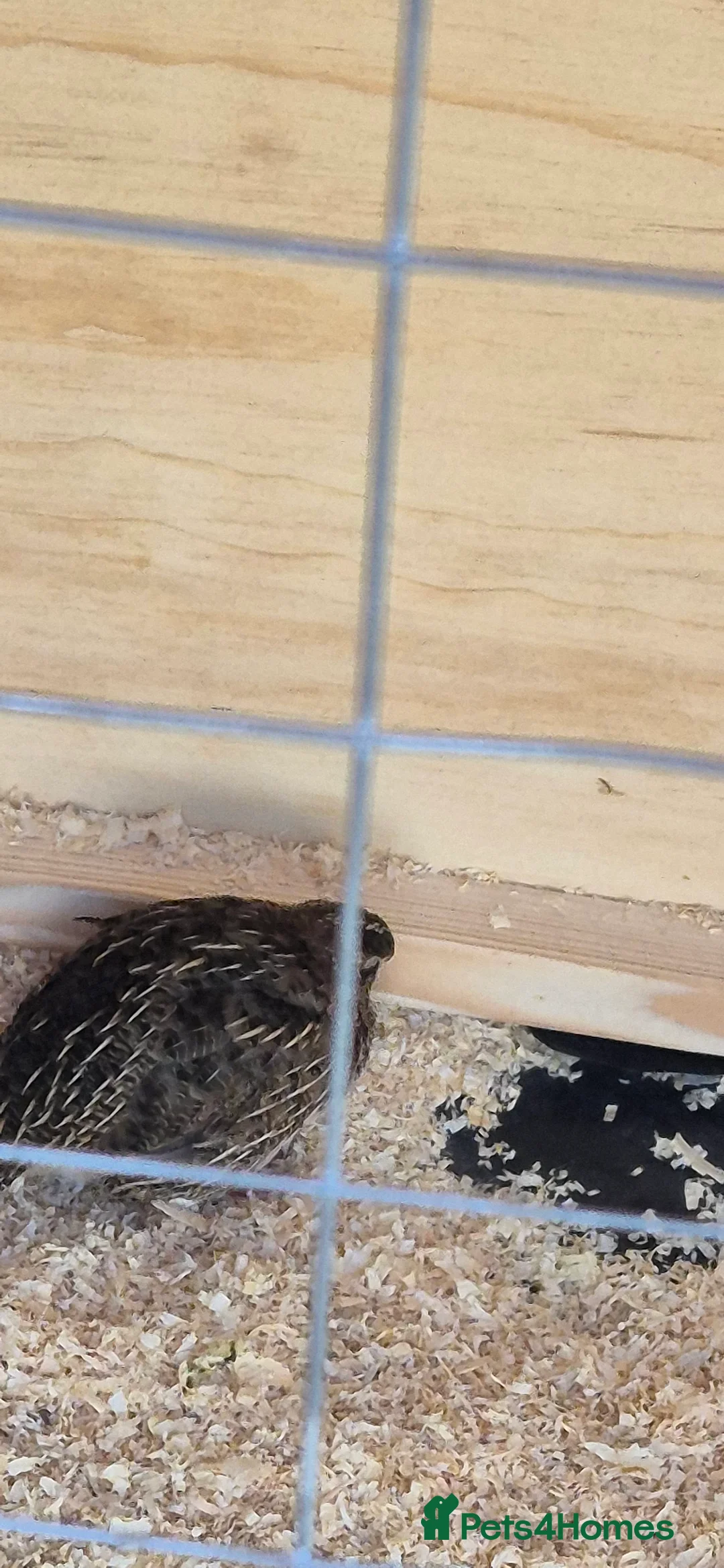 Mixed Breed birds for sale: Jumbo coturnix quails  in Birmingham - Advert 2