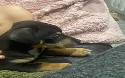 Jack Russell dogs for sale: Short Legged Jack Russell Pups - Image 9