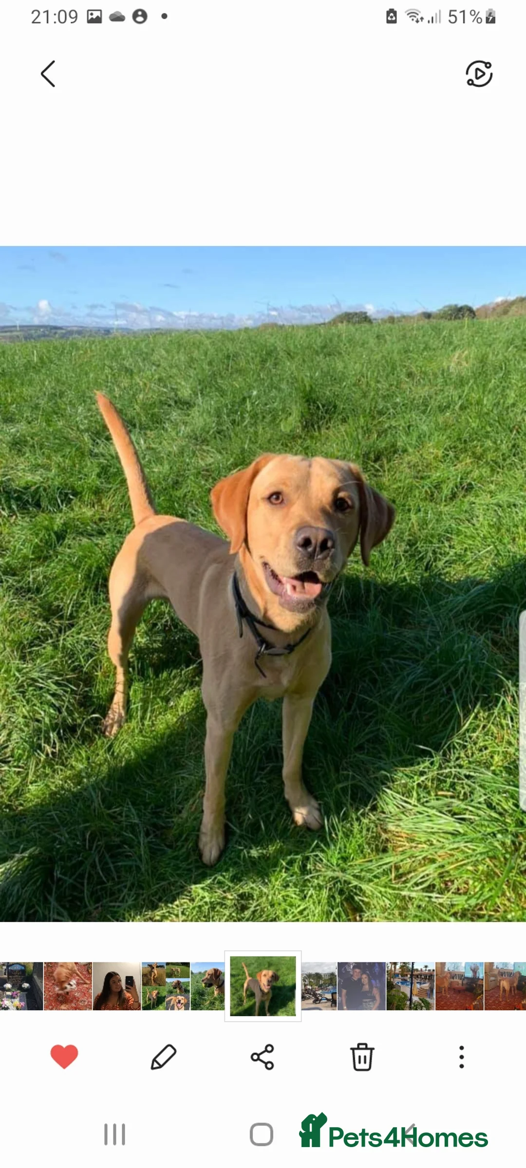 Labrador Retriever dogs for stud: Fox red Labrador ,stud duties (PROVEN) in Hengoed - Advert 6